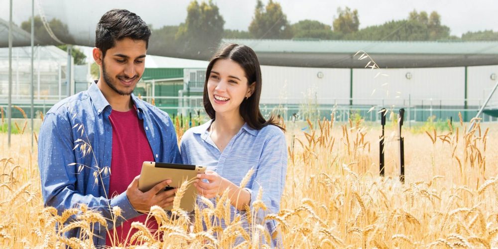 Two agriculture students in a wheat field