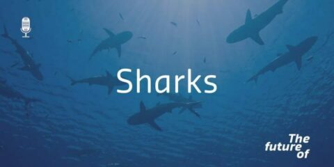The Future Of: Sharks