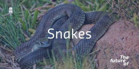 The Future Of: Snakes